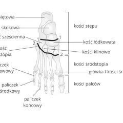 Anatomia stopy z zaznaczonymi kośćmi śródstopia, kośćmi stępu i palców.