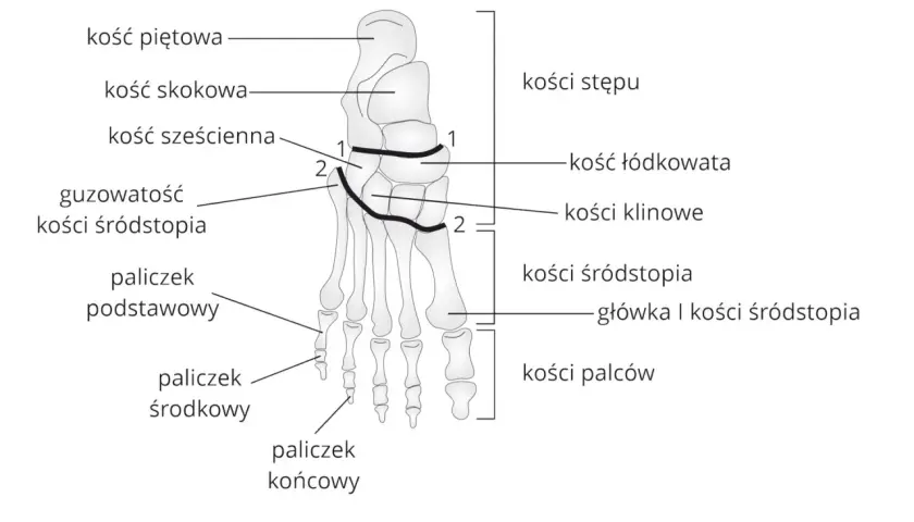 Anatomia stopy z zaznaczonymi kośćmi śródstopia, kośćmi stępu i palców.