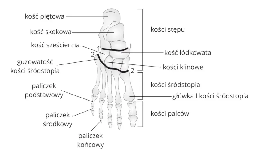Kości śródstopia - budowa, funkcje i ból przodu stopy
