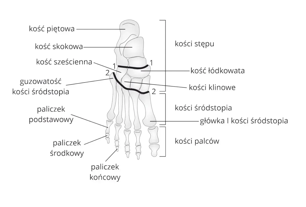 Anatomia stopy z zaznaczonymi kośćmi śródstopia, kośćmi stępu i palców.