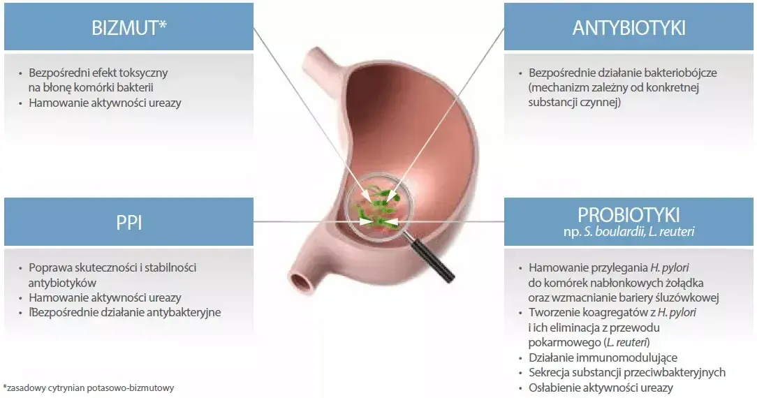 Leki na Helicobacter pylori: Skuteczna terapia i schematy leczenia