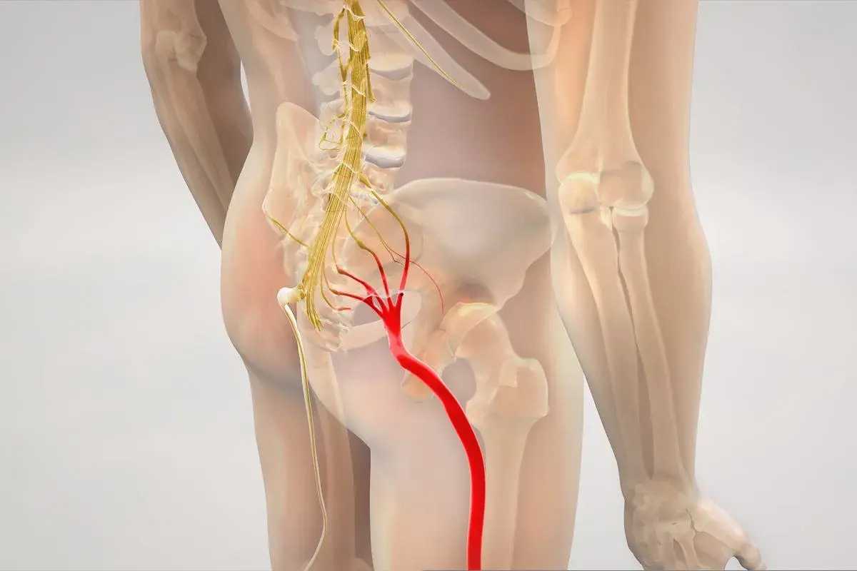 Anatomia nerwu kulszowego, kluczowego dla zrozumienia, jakie zabiegi na rwę kulszową są skuteczne.