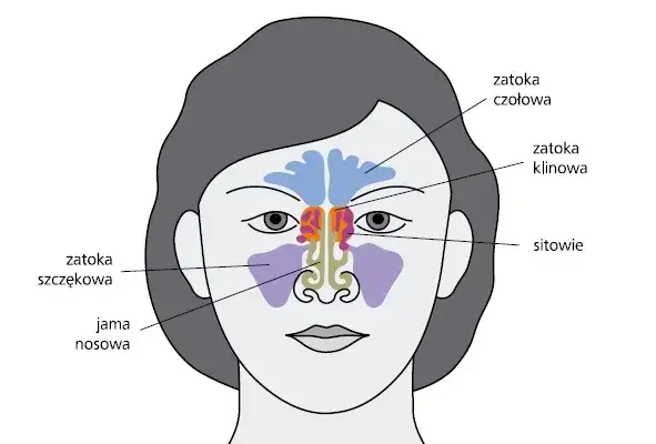 kiedy iść do lekarza z zatokami