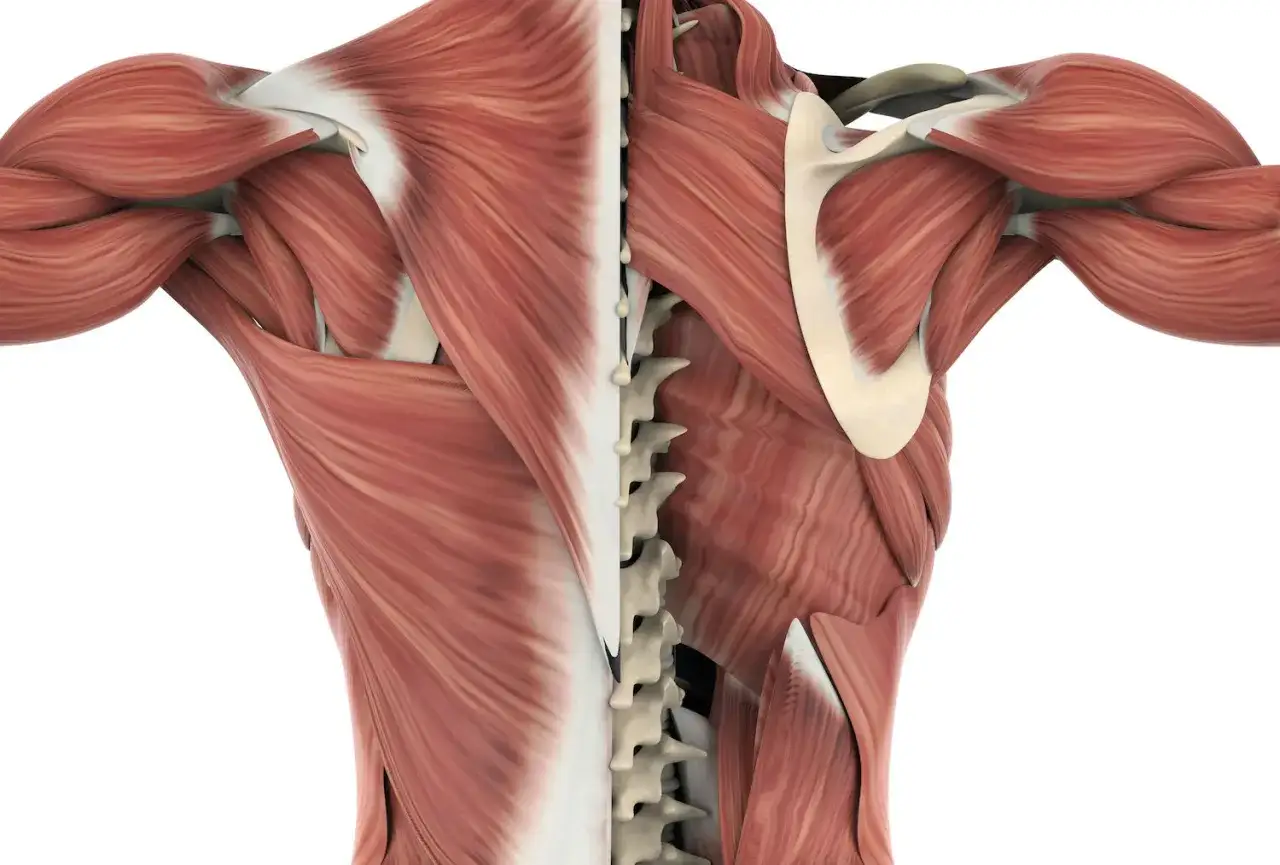 Anatomia pleców z widocznymi mięśniami i kręgosłupem. Detale mięśniowe sugerują potrzebę terapii tkanek miękkich.