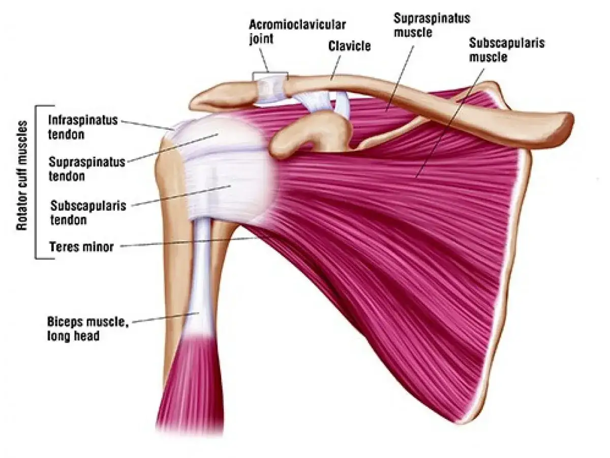 Anatomia barku z zaznaczonymi mięśniami stożka rotatorów i stawem barkowo-obojczykowym. Pomaga zrozumieć, dlaczego występuje przeskakiwanie w barku.
