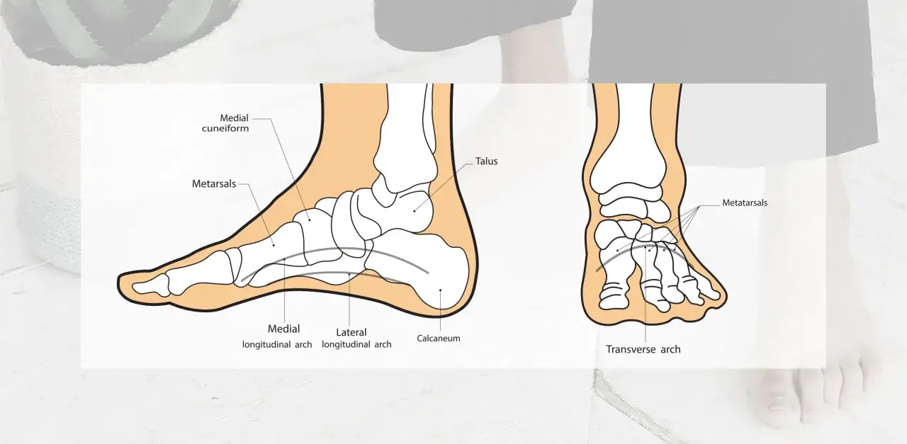 Anatomia podeszwy stopy: widok boczny i od przodu, z zaznaczonymi kośćmi, łukami i metatarsalami.